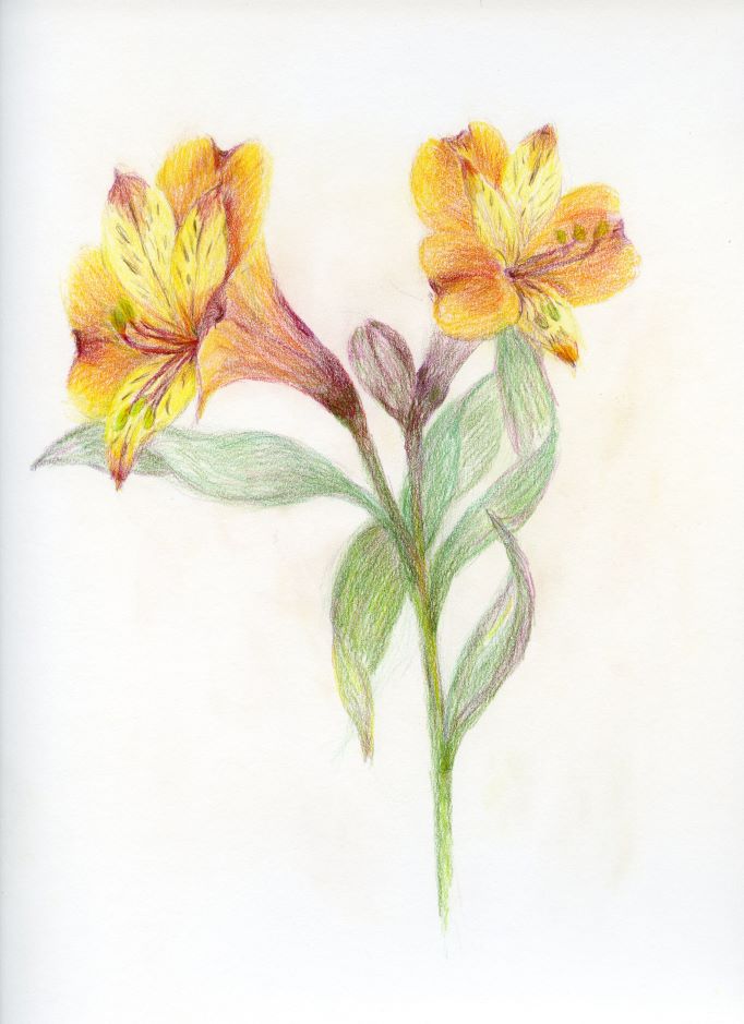Original color pencil artwork by Santa Monica Artist Diana Attias