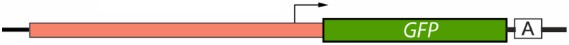 Dux4 regulatory region