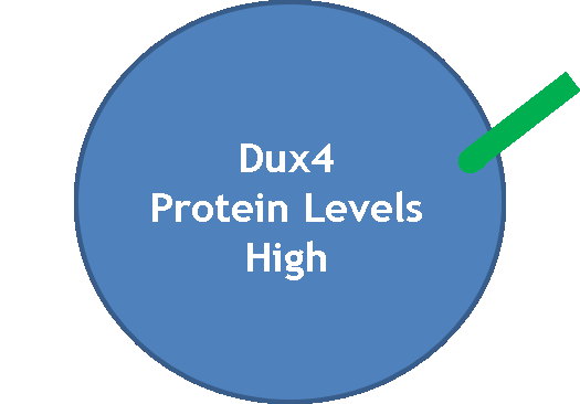 dux4 protein levels high.png